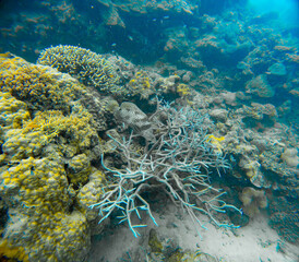 Underwater Photography: Humpback Grouper and a colorful branching Coral at the Coral Sea, the Great Barrier Reef, Norman Reef Australia © Beautiful World