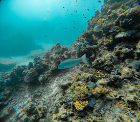 Underwater Photography: Coral Trout, Leopard Coral Grouper, at the Coral Sea, the Great Barrier Reef, Norman Reef Australia © Beautiful World