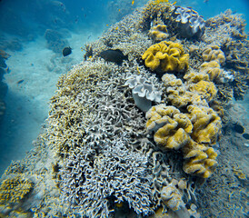 Underwater Photography: Cabbage and Branching Corals at the Coral Sea, the Great Barrier Reef, Norman Reef Australia © Beautiful World