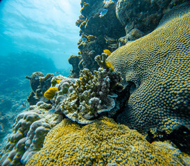 Underwater Photography: Table Coral at the Coral Sea, the Great Barrier Reef, Norman Reef Australia © Beautiful World