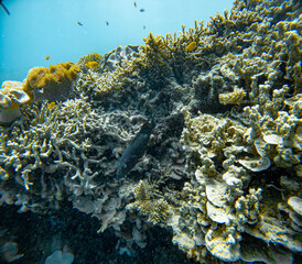 Underwater Photography: Yellower-Edged Lyretail Trout at the Coral Sea, the Great Barrier Reef, Norman Reef Australia © Beautiful World