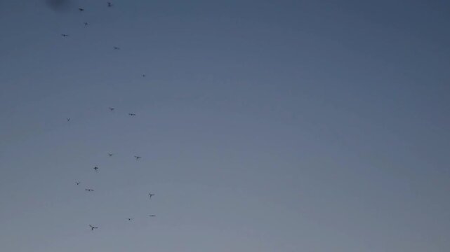 Swarm of small midges flying in the air against sunset sky static shot