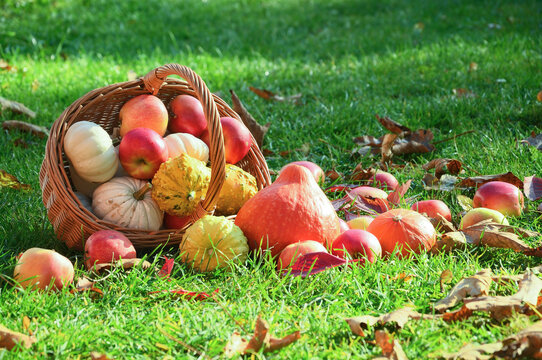 Gifts of autumn scattered from a basket in the garden