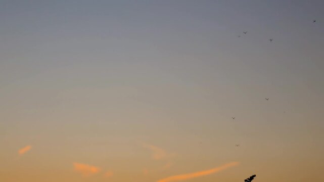 Sunset sky gradient with thin clouds and a swarm of midges static shot