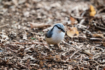 blue tit on a branch © smirs