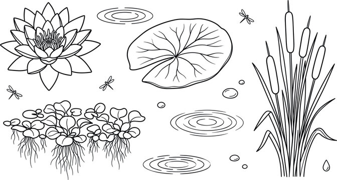 Water lily pond vector elements set featuring lotus flower lily pad cattail reeds and duckweed line art icons