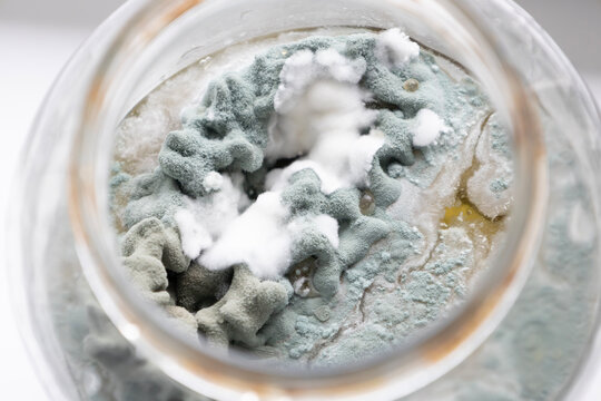 Close-up of fuzzy blue-green and white mold colonies spreading across a petri dish, revealing microbial growth, fungal contamination, and organic decomposition in a laboratory setting.
