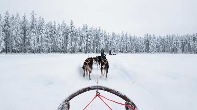 Huskies pull a sled across a wide snowy trail in Finnish Lapland, Finland, with frost-covered trees lining the landscape during a winter ride.