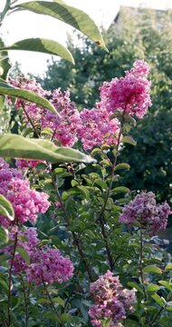 Lagerstroemia pink flowers blooming among green leaves in a garden