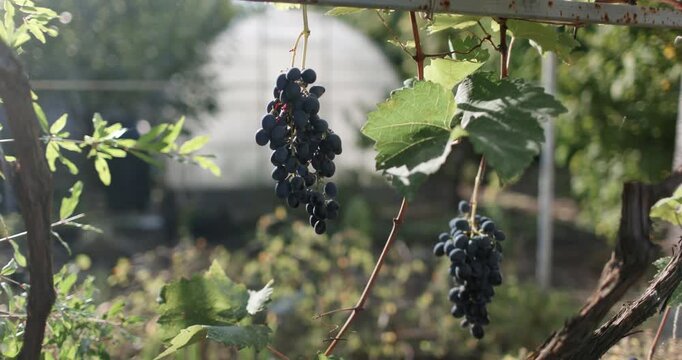 Ripe black grapes growing on backyard garden with sunlight