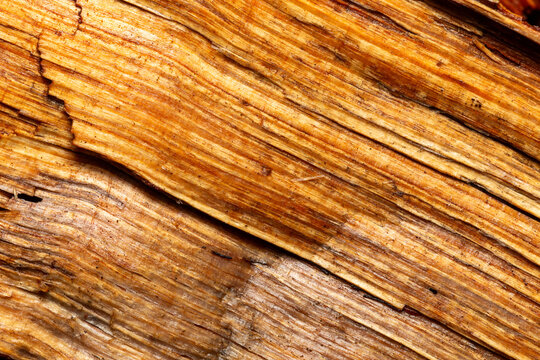 Weathered timber texture with parallel yellow wood fibres.  Detailed view of stripped pine timber surface with light brown tones and natural cracks in warm natural light.