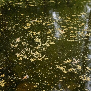 Surface of a pond covered with green algae and fallen leaves.