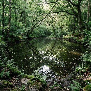 Tranquil Forest Pond Reflecting Lush Green Trees and Ferns.