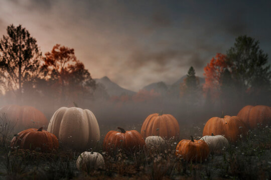 Idyllic Thanksgiving and Halloween holiday background. Autumn landscape with pumpkin field in grass on misty day. Beautiful fall american nature greeting card. Season festive countryside wallpaper.