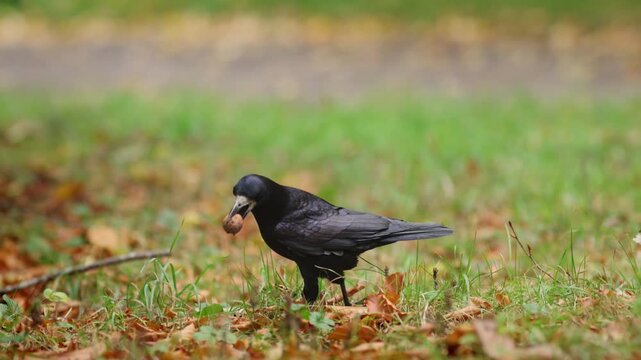 Black Corvid Pecking among Fallen Autumn Leaves