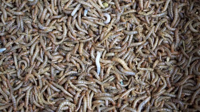 Overhead full frame view of thousands of live mealworms produced as high-protein animal feed.	