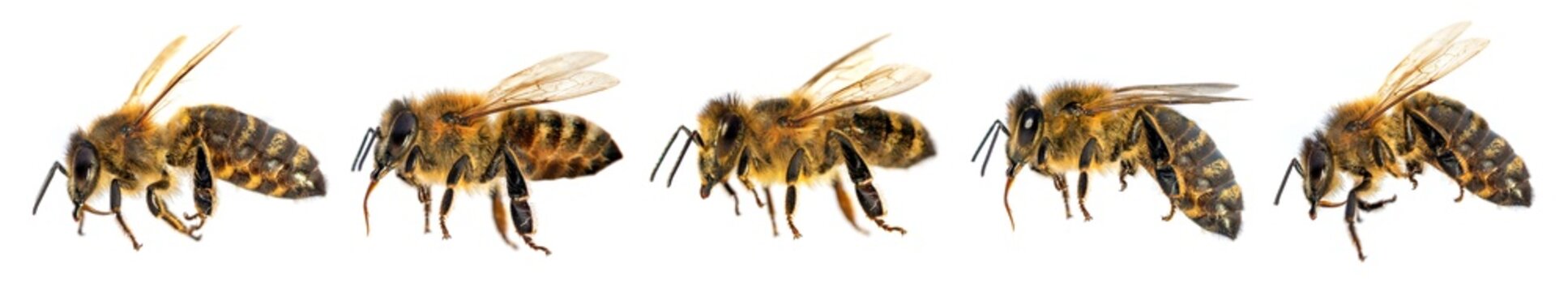 bee or honeybee Latin Apis Mellifera five isolated
