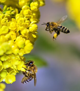 bee or honeybee in Latin Apis Mellifera two on flower