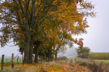 Magiczne kolory jesieni na Podlasiu, Polska © podlaski49