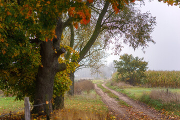 Magiczne kolory jesieni na Podlasiu, Polska © podlaski49