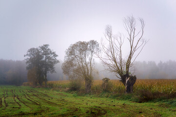 Magiczne kolory jesieni na Podlasiu, Polska © podlaski49