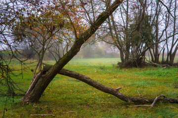 Magiczne kolory jesieni na Podlasiu, Polska © podlaski49