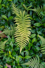 Close-up of vibrant green fern leaves and lush natural foliage in a forest © Anthony Lewis