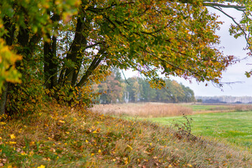 Magiczne kolory jesieni na Podlasiu, Polska © podlaski49