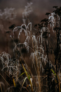  frost‑covered dried grass and withered plants