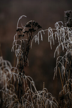  frost‑covered dried grass and withered plants