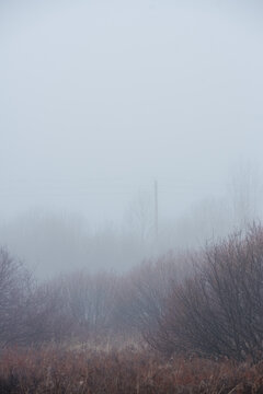 a hazy autumn scene: dense fog envelops bare shrubs and trees, muting their forms; a solitary utility pole rises faintly through the mist