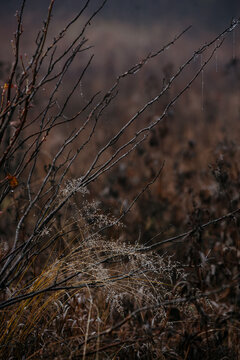  frost‑covered dried grass and withered plants