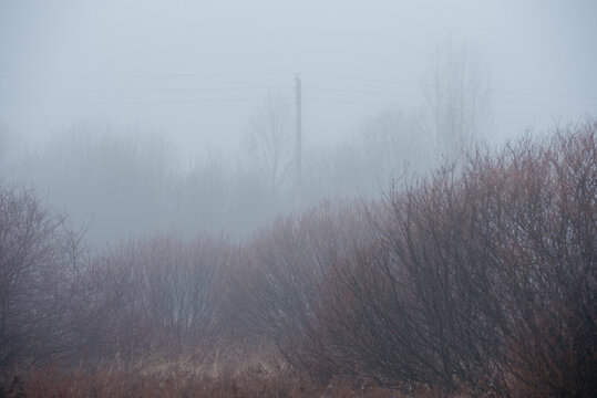 a hazy autumn scene: dense fog envelops bare shrubs and trees, muting their forms; a solitary utility pole rises faintly through the mist