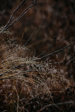  frost‑covered dried grass and withered plants