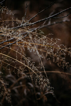  frost‑covered dried grass and withered plants