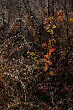  frost‑covered dried grass and withered plants