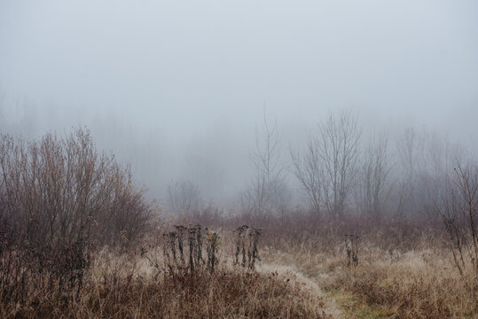 a misty field at dawn: dry grass and withered plants stretch across the landscape.