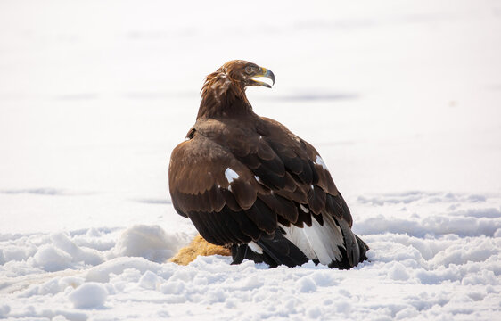 Golden eagle in snow during falconry training, perched on a traditional fur lure in a winter landscape, showcasing the power and beauty of a trained bird of prey.