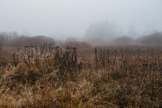 a misty field at dawn: dry grass and withered plants stretch across the landscape.