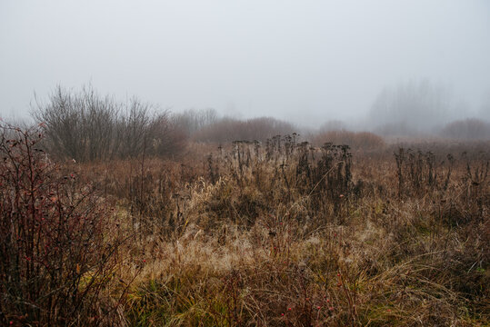a misty field at dawn: dry grass and withered plants stretch across the landscape.