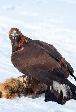 A bird of prey hunts its prey. A large eagle caught a fox against a backdrop of snow. Falconry. Berkutchi. A national tradition of Asia. A golden eagle sits in the snow, clinging to its prey.
