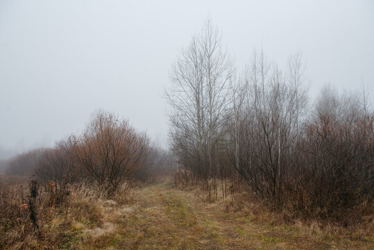 a misty field at dawn: dry grass and withered plants stretch across the landscape.