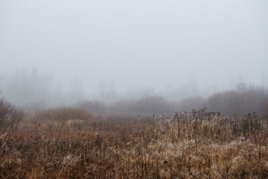 a hazy autumn scene: dense fog envelops bare shrubs and trees, muting their forms; a solitary utility pole rises faintly through the mist