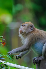 macaque sitting on a tree © XINGXIANG