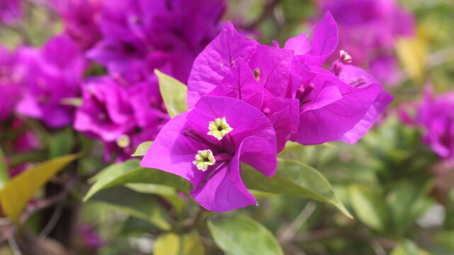 Adobe Stock Title English
Vibrant Magenta Bougainvillea Flowers Blooming in a Tropical Garden with Green Leaves
