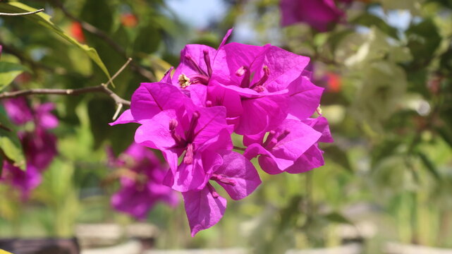 Adobe Stock Title English
Vibrant Magenta Bougainvillea Flowers Blooming in a Tropical Garden with Green Leaves
