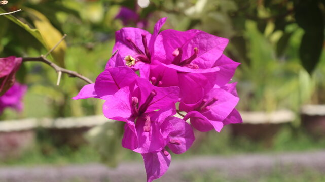 Adobe Stock Title English
Vibrant Magenta Bougainvillea Flowers Blooming in a Tropical Garden with Green Leaves
