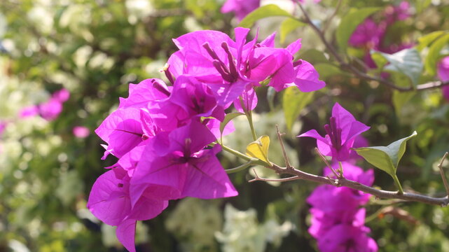 Adobe Stock Title English
Vibrant Magenta Bougainvillea Flowers Blooming in a Tropical Garden with Green Leaves
