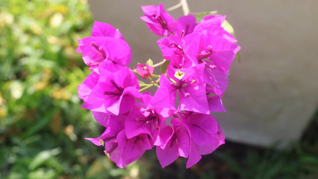Adobe Stock Title English
Vibrant Magenta Bougainvillea Flowers Blooming in a Tropical Garden with Green Leaves
