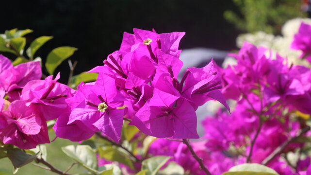 Adobe Stock Title English
Vibrant Magenta Bougainvillea Flowers Blooming in a Tropical Garden with Green Leaves
